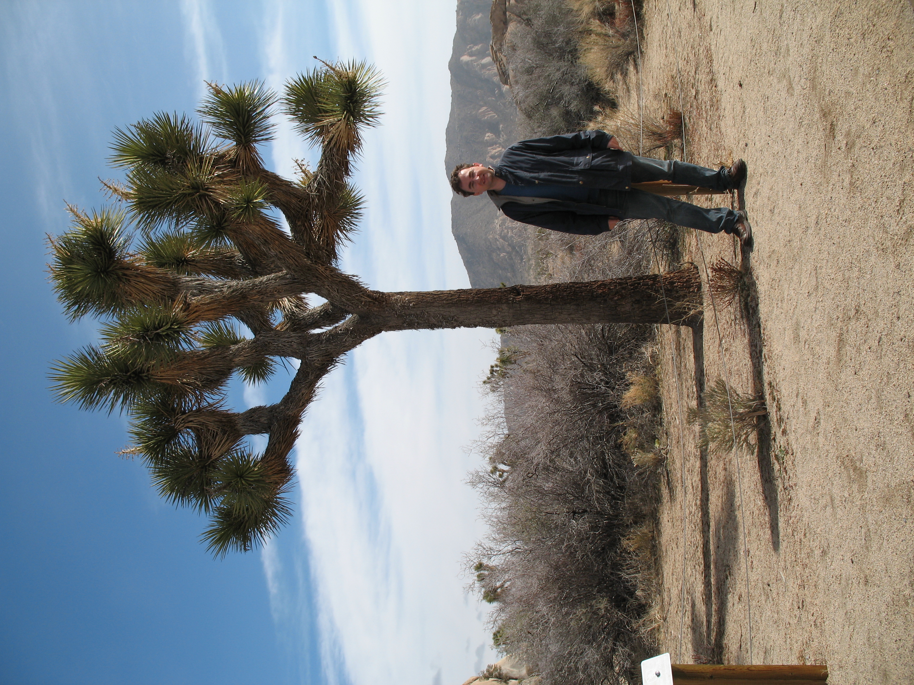 Joshua tree